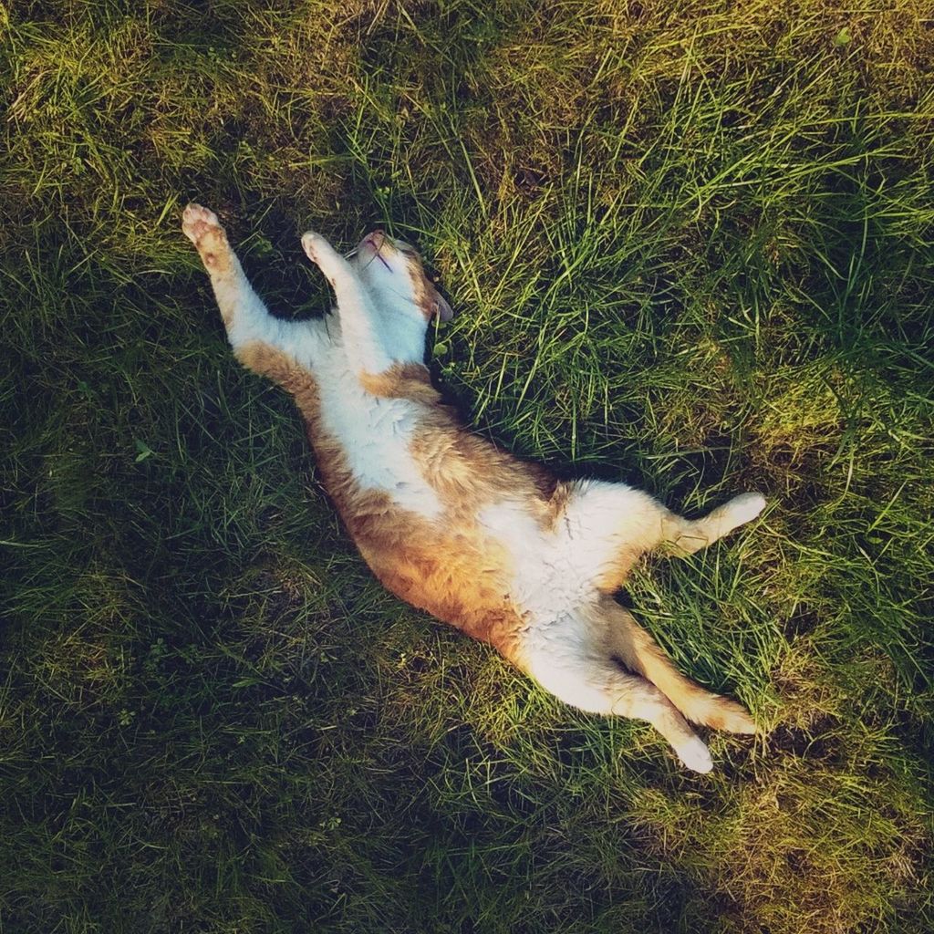 High angle view of cat resting on grassy field