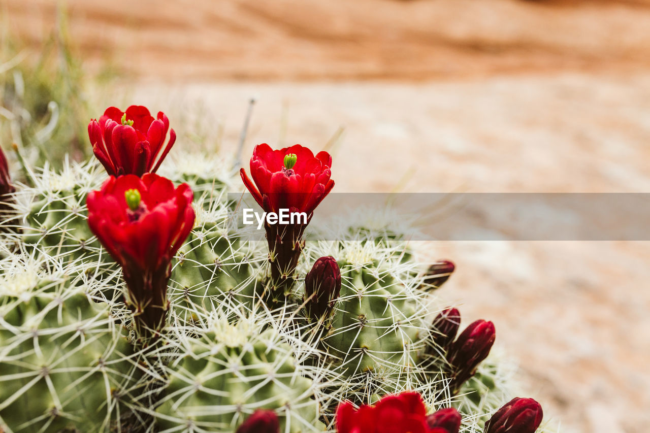 Side profile of a blooming claret cup cactus flower in the desert