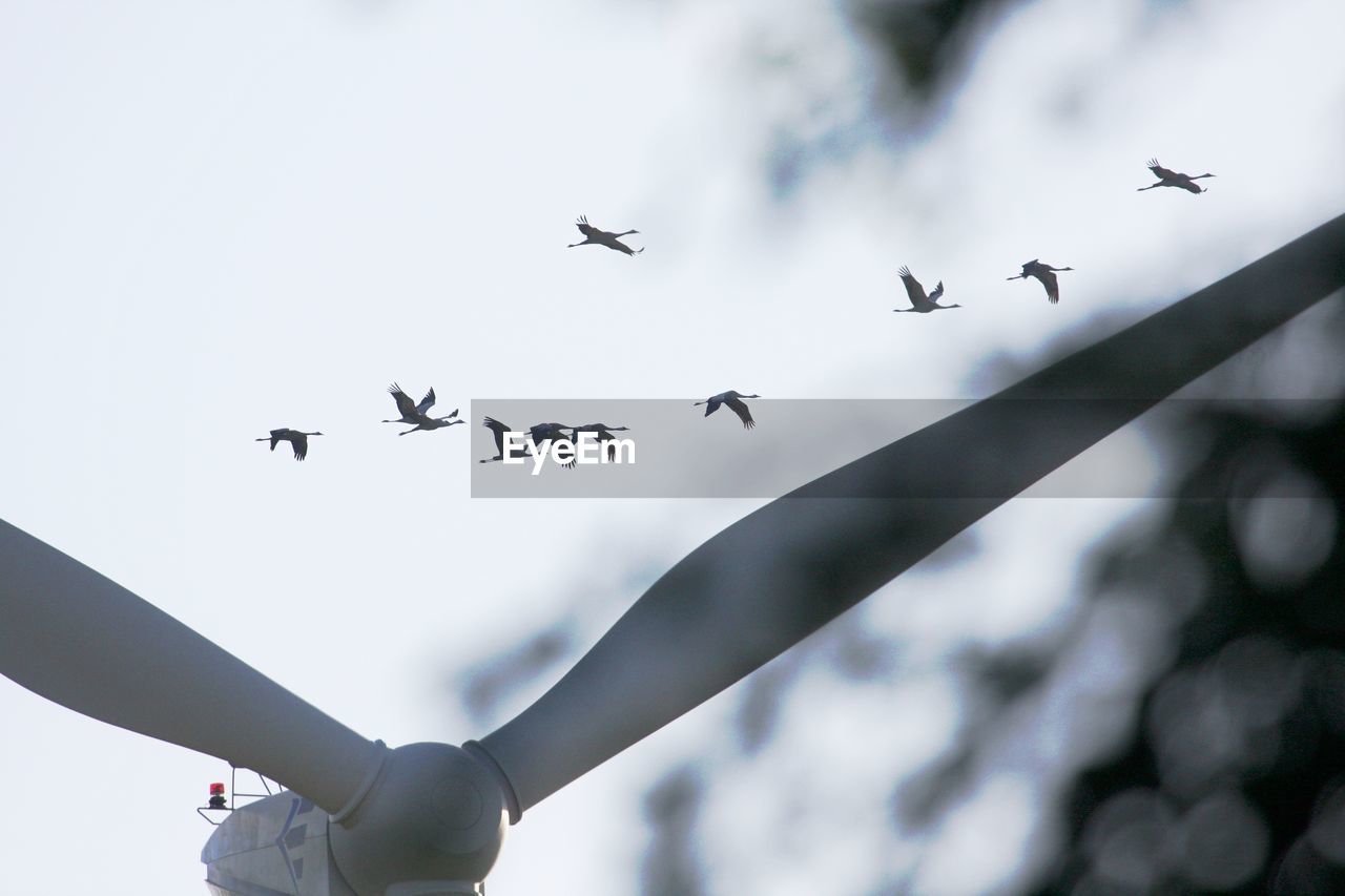 LOW ANGLE VIEW OF BIRDS IN SKY