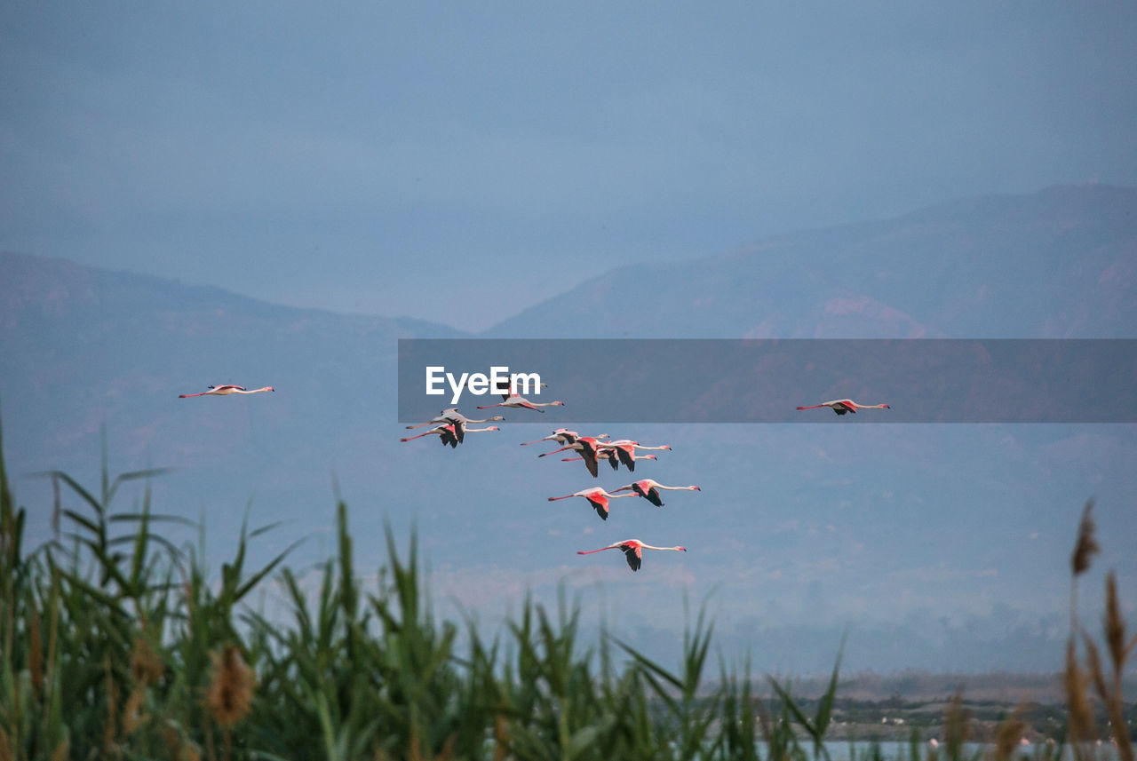 Birds flying in the wild