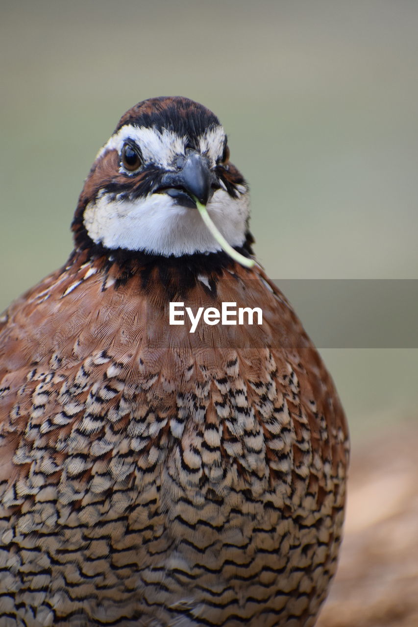 Close-up portrait of bobwhite quail