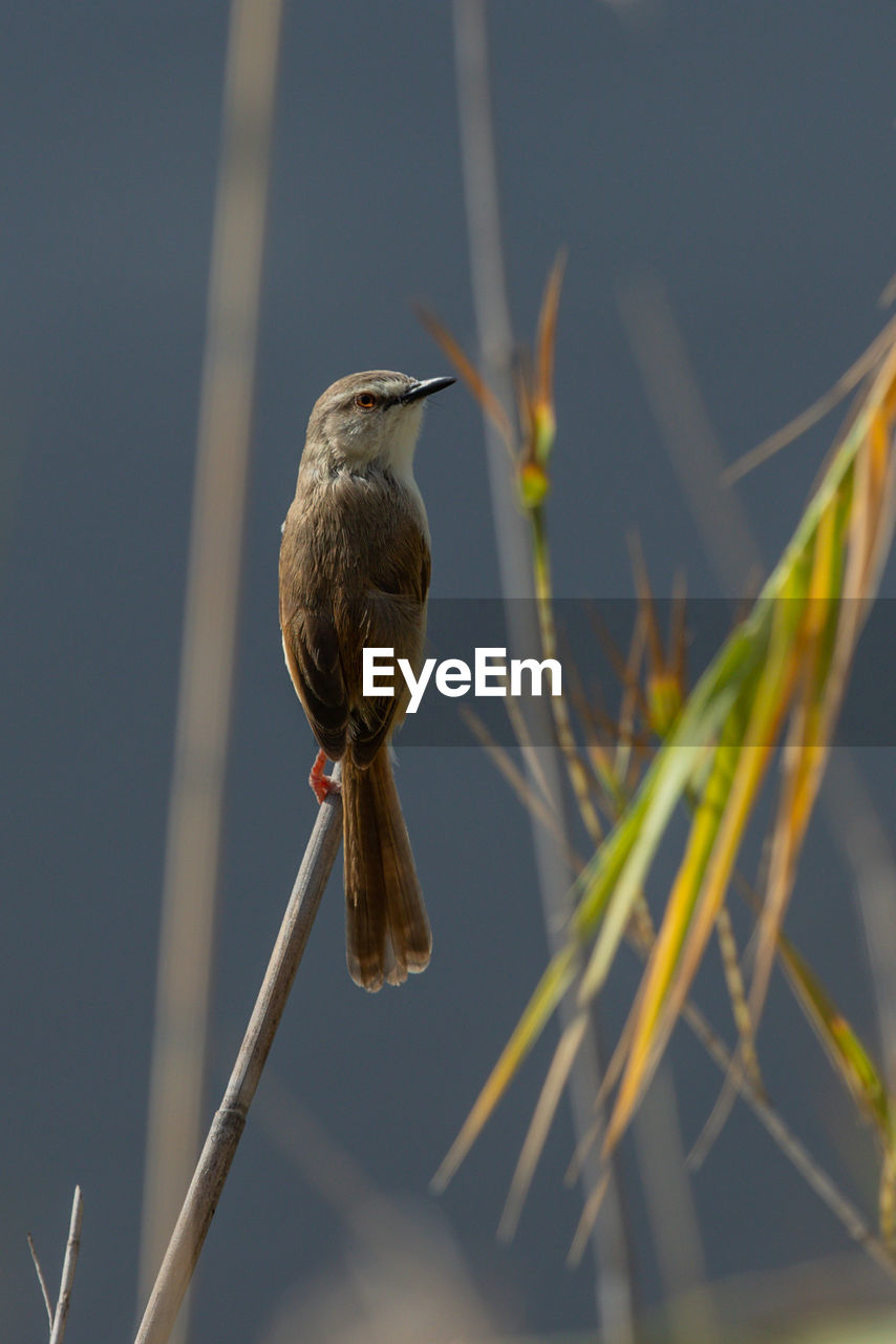 CLOSE-UP OF BIRD PERCHING ON A PLANT