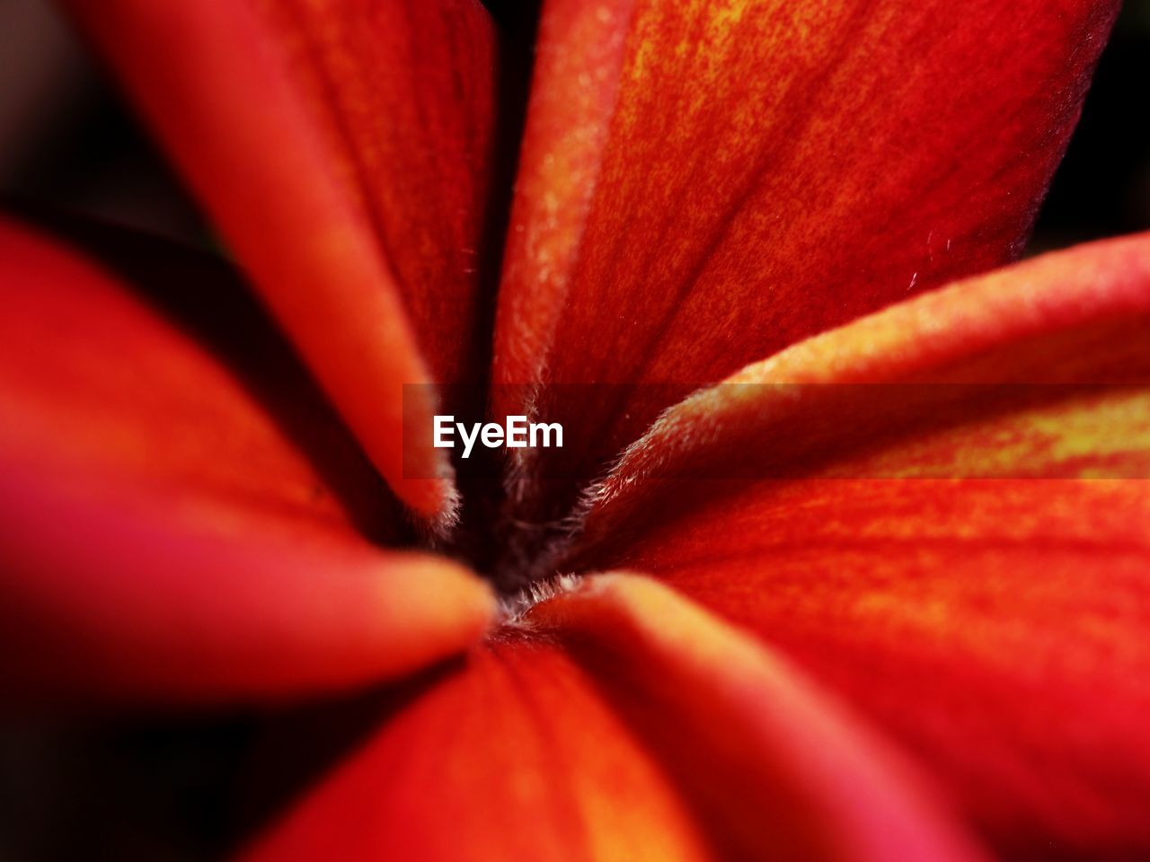 Extreme close-up of red flower