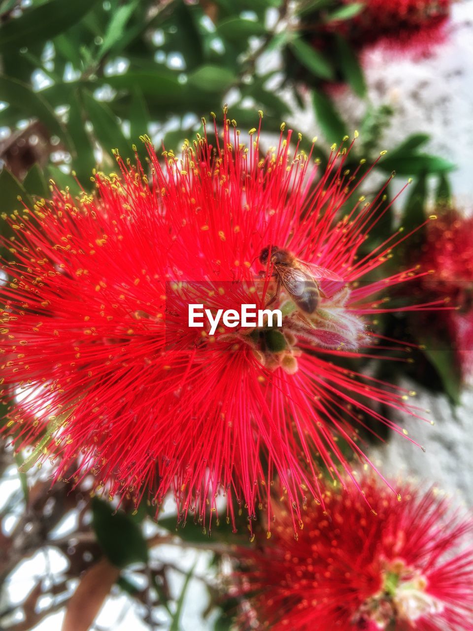 CLOSE-UP OF RED FLOWERS