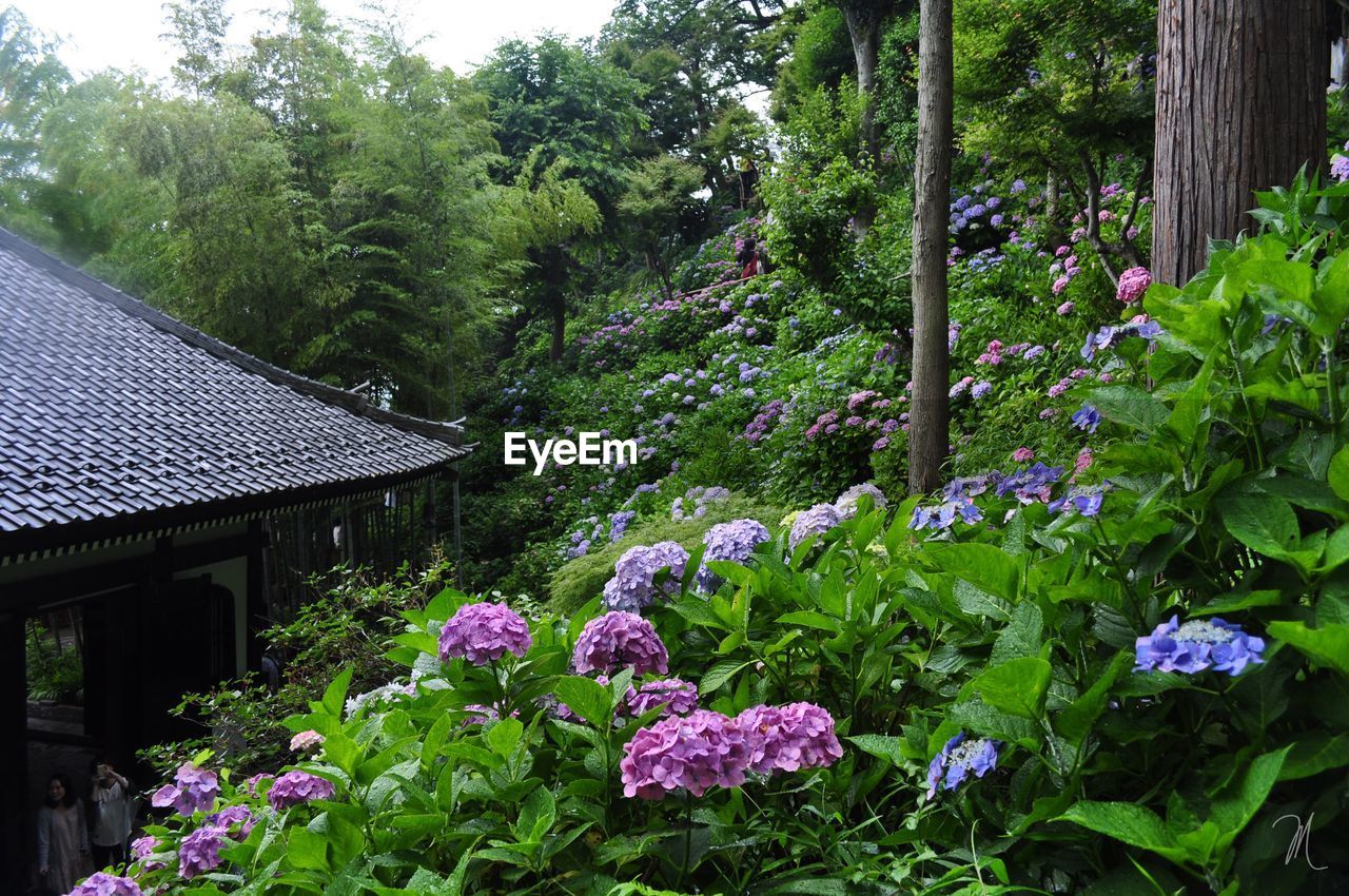 PURPLE FLOWERING PLANTS AND TREES BY HOUSE