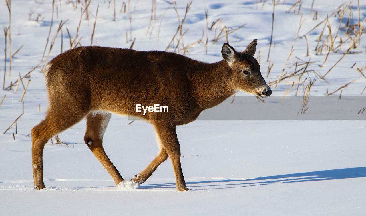 Deer standing on snow covered land