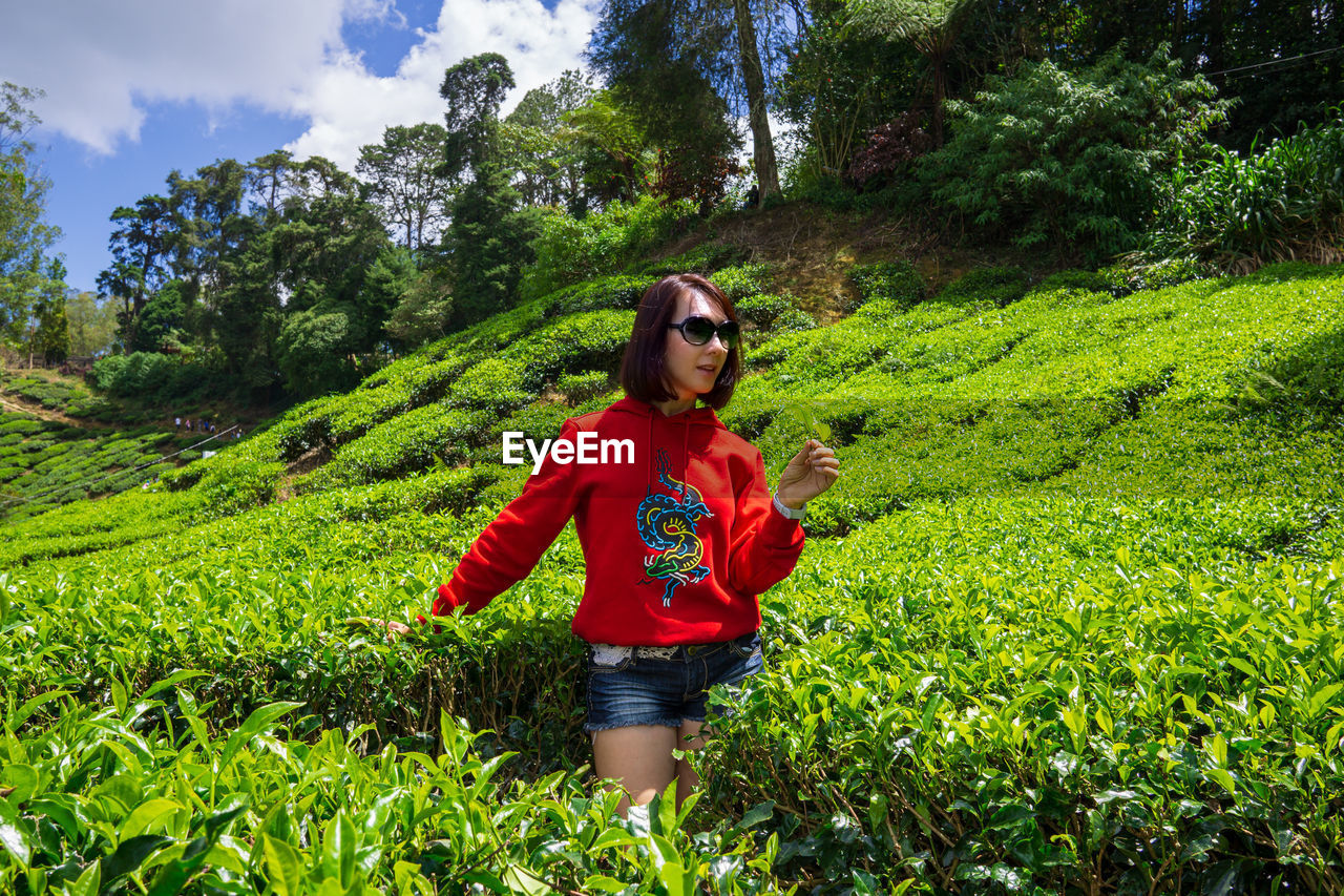 Boh tea plantation cameron highland - scenic splendor with its stark natural beauty.