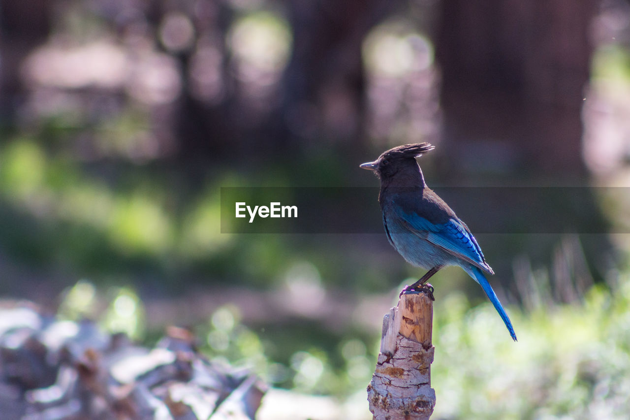 Side view of stellers jay perching on wood