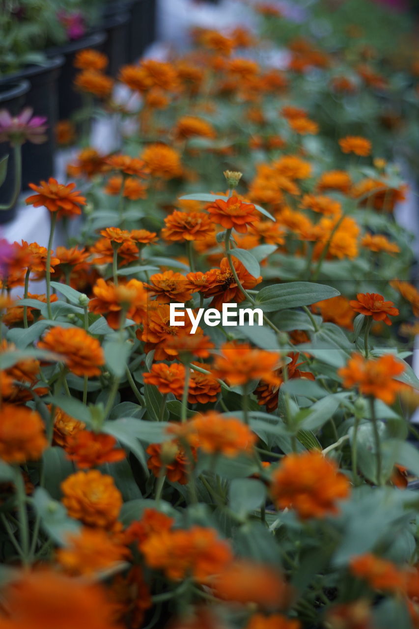 High angle view of orange flowers blooming in yard