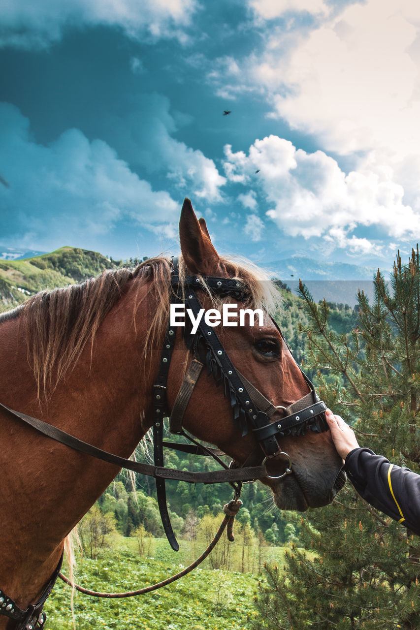 Close-up of a horse on field