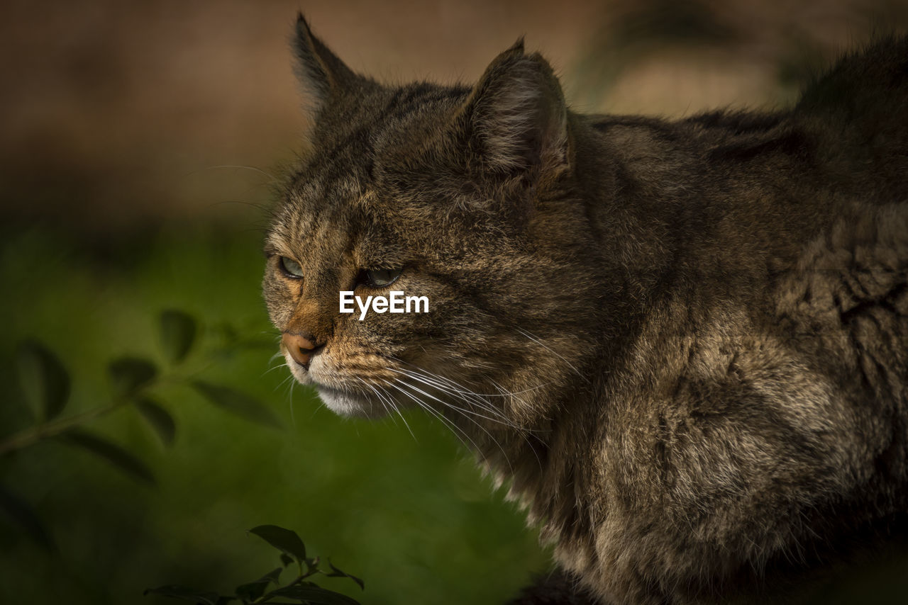 animal, animal themes, cat, mammal, one animal, pet, feline, wild cat, whiskers, domestic cat, domestic animals, small to medium-sized cats, close-up, felidae, no people, animal body part, animal wildlife, carnivore, nature, looking, bobcat, side view, wildlife