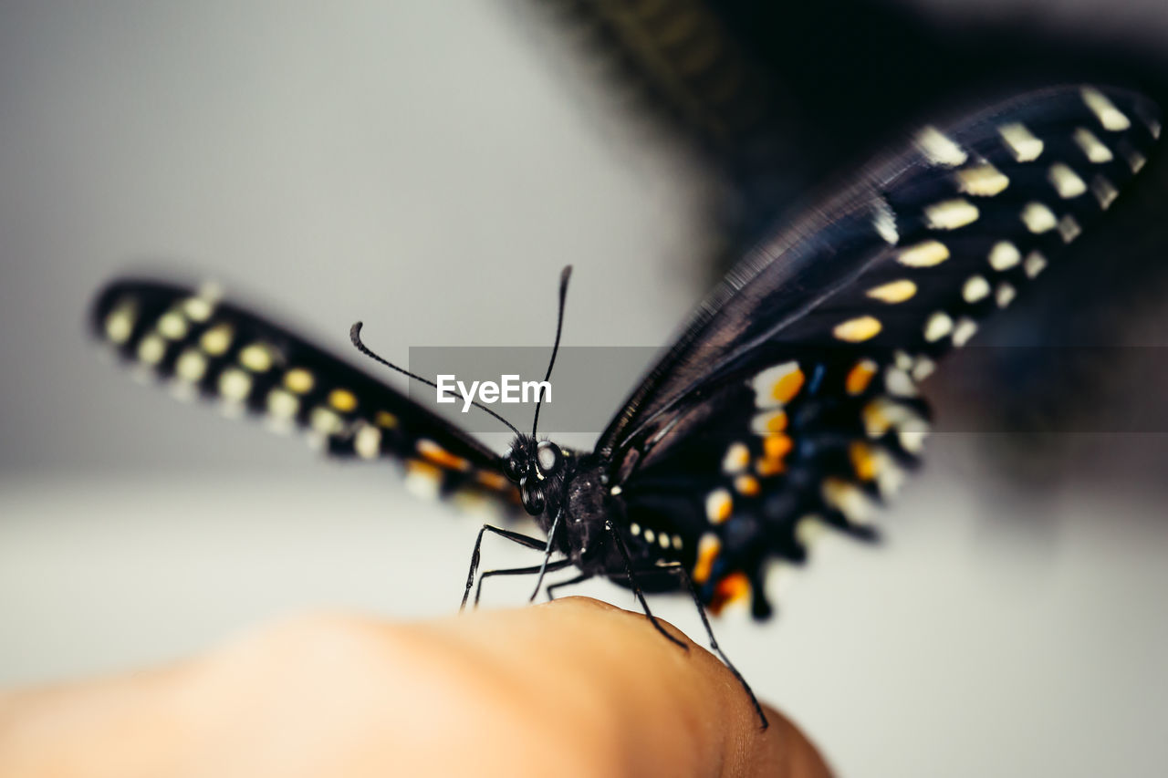 CLOSE-UP OF BUTTERFLY ON PERSON HAND