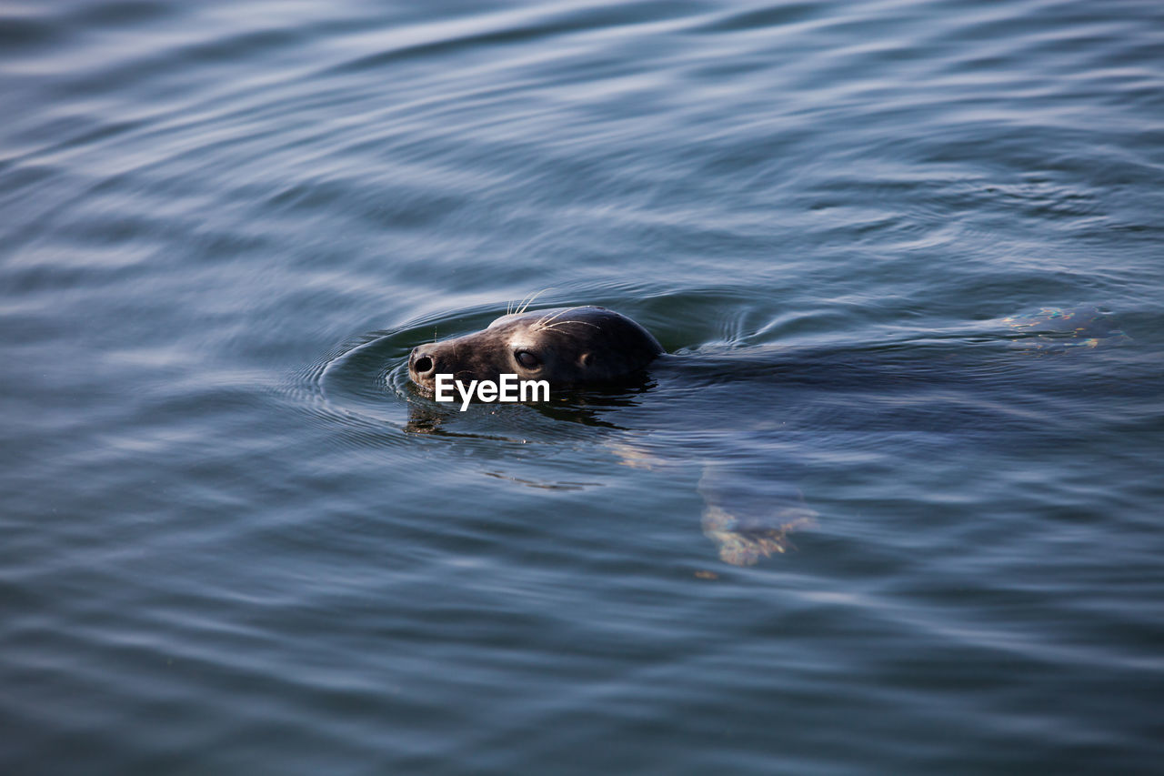 Head of grey seal swimming in water