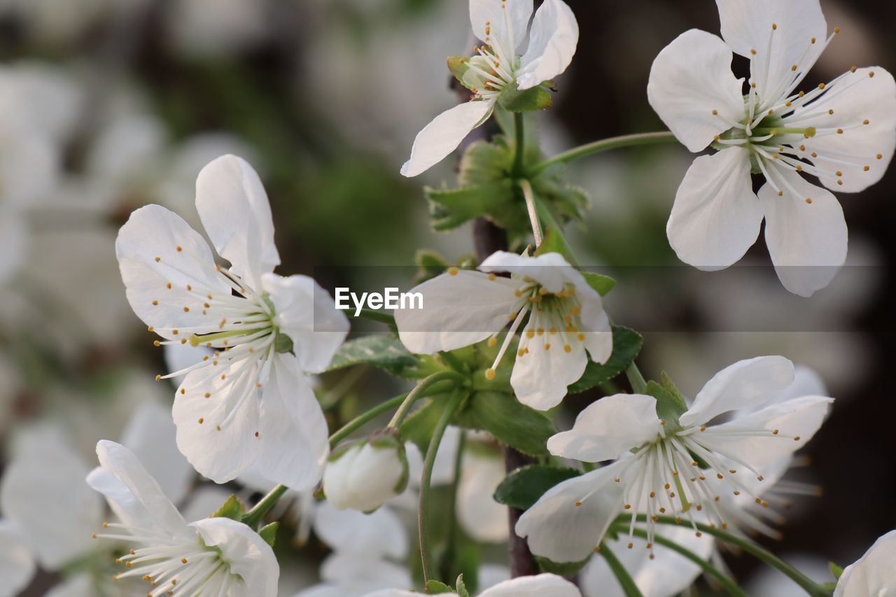 Close-up of white flowering plant