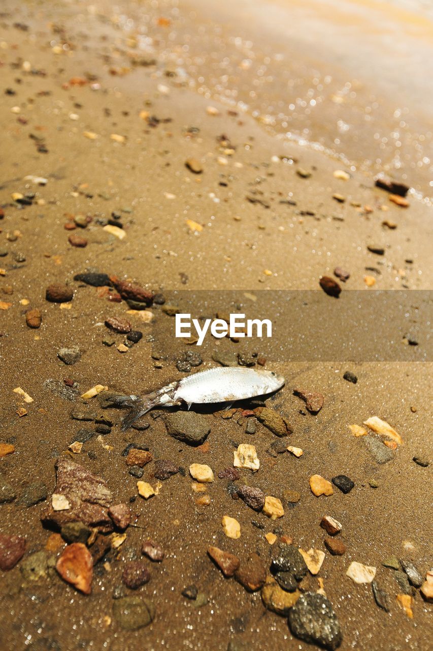 High angle view of dead fish on sandy beach