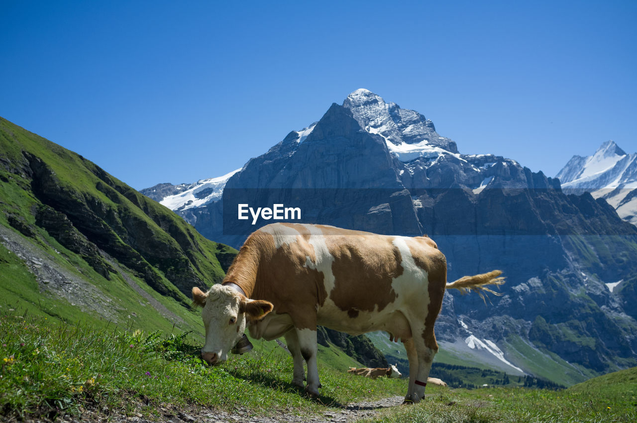 Cow grazing on field against mountains during winter