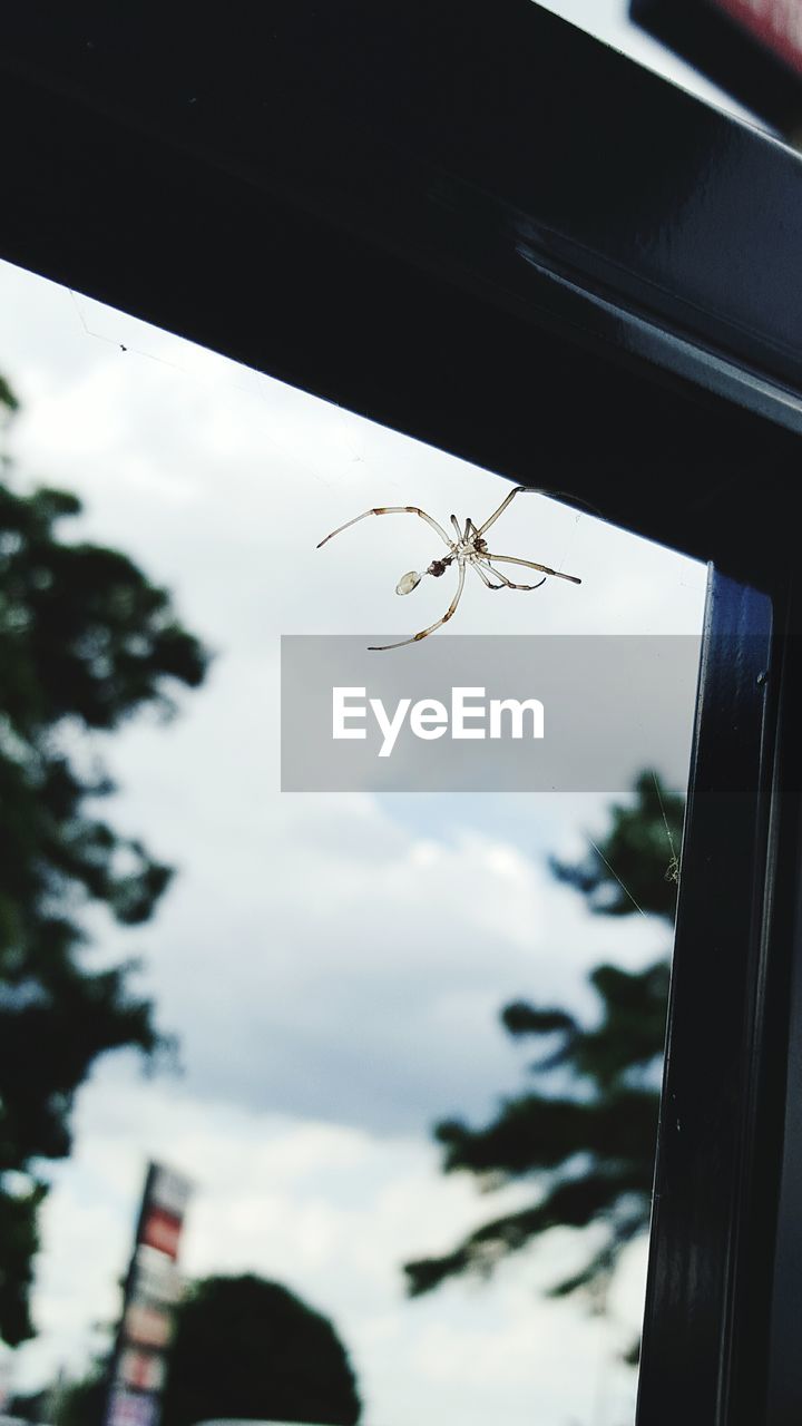 Low angle view of spider on window