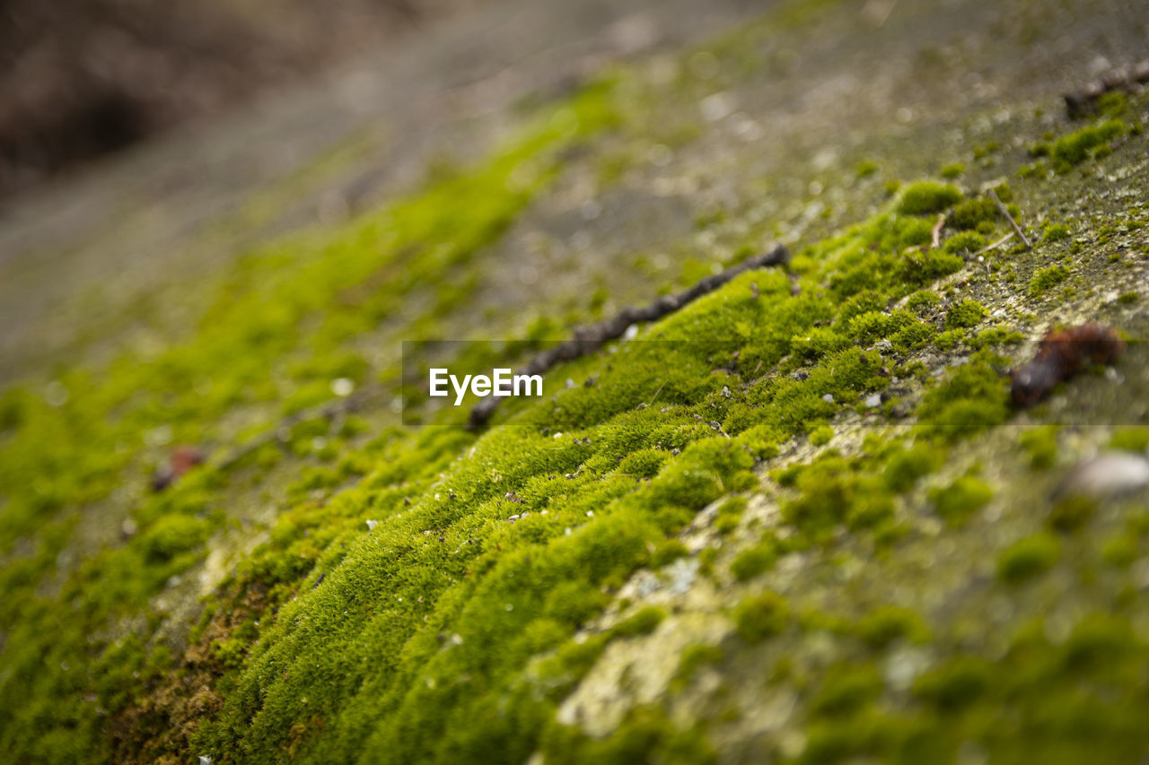 Close-up of wet moss growing outdoors