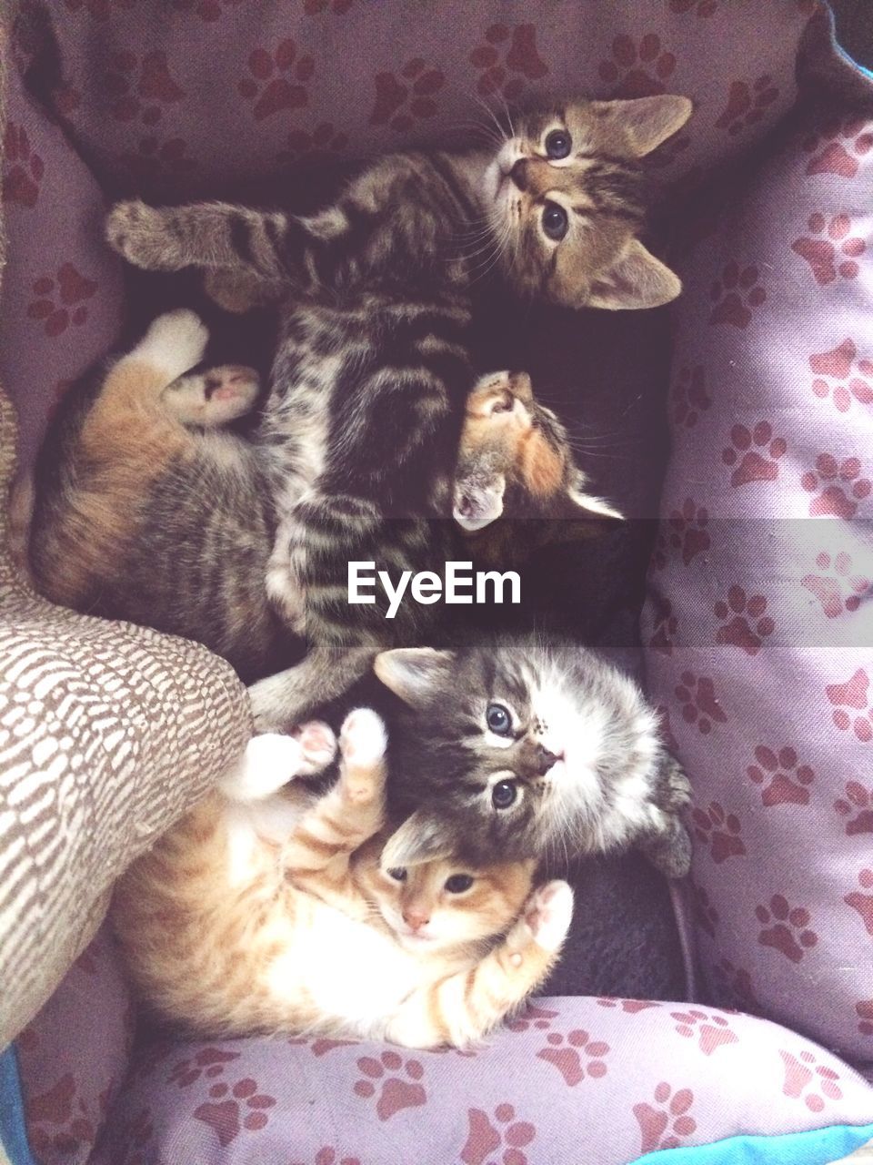 High angle view of kittens on seat