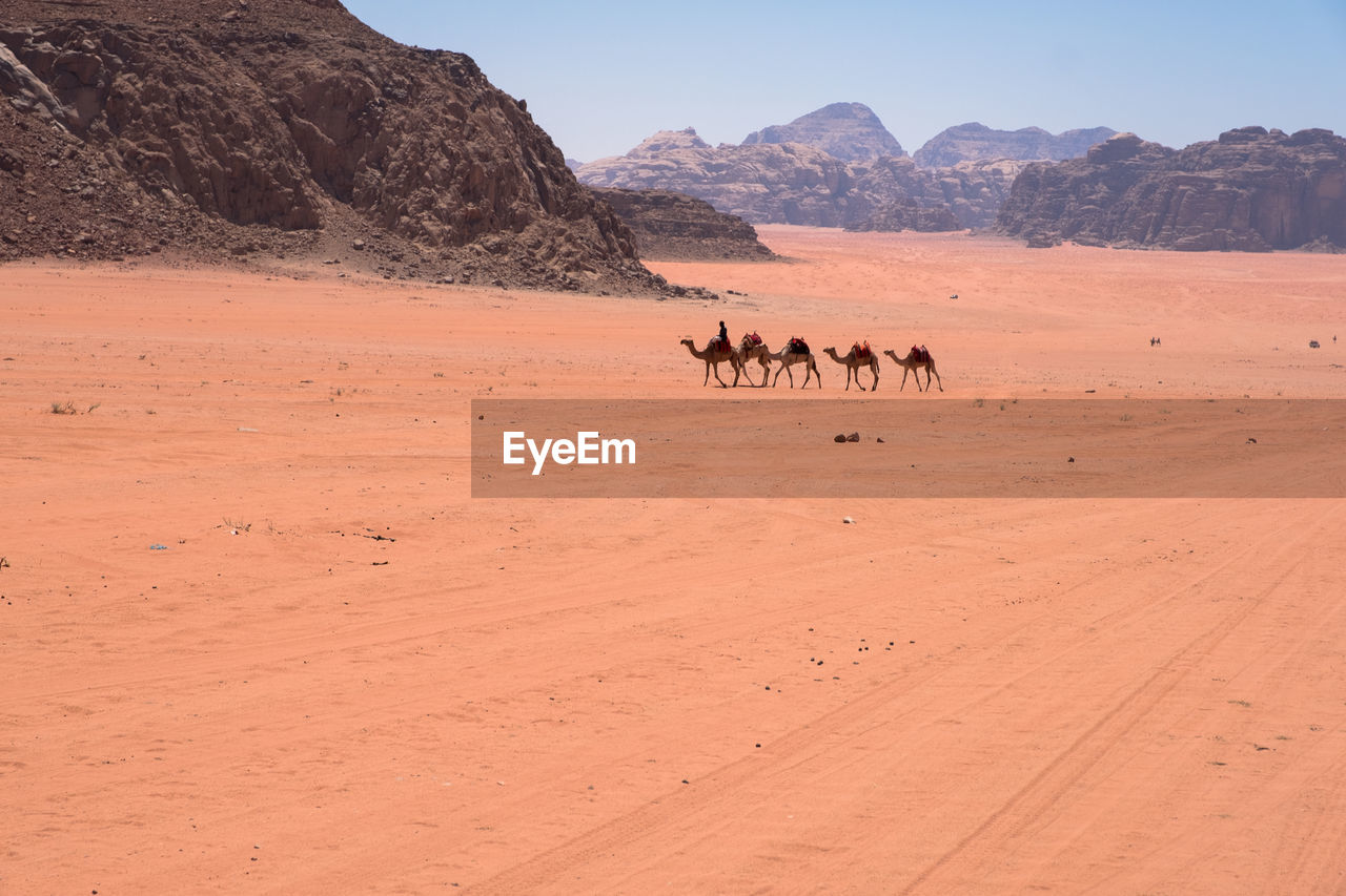 VIEW OF HORSE ON DESERT