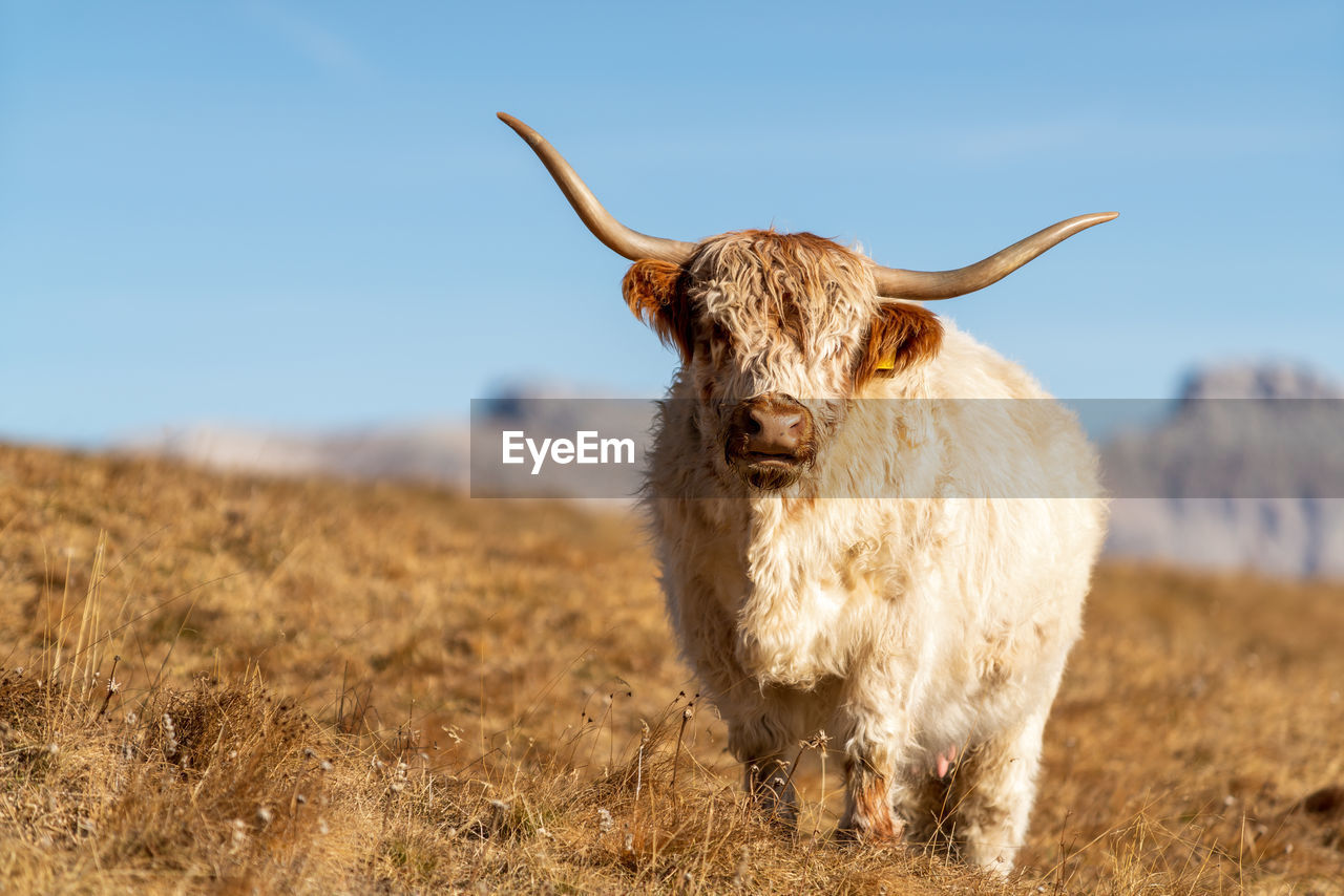 Highland cattle on meadov in the italian dolomites near val gardena.