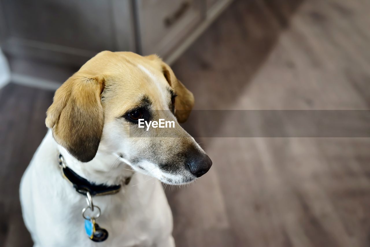 Close-up of a dog looking away