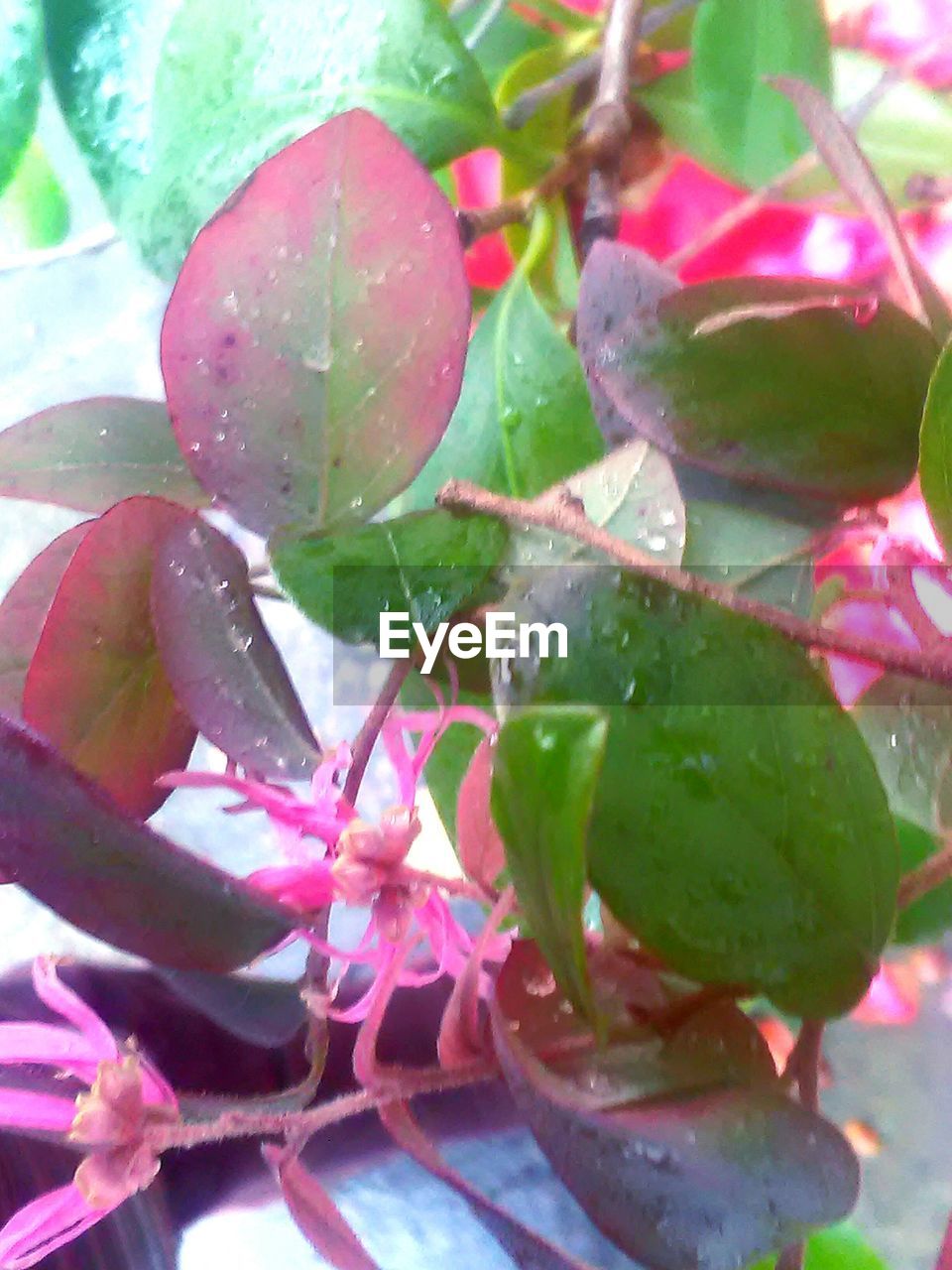 CLOSE-UP OF PINK FLOWERS