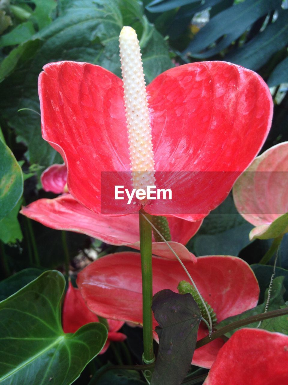 CLOSE-UP OF RED FLOWER BLOOMING OUTDOORS