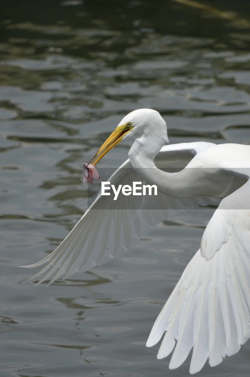 Great egret flying over river