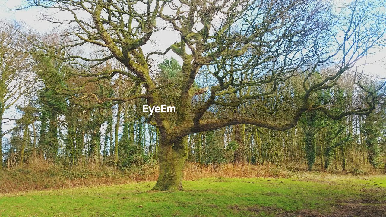 TREES ON GRASSY FIELD