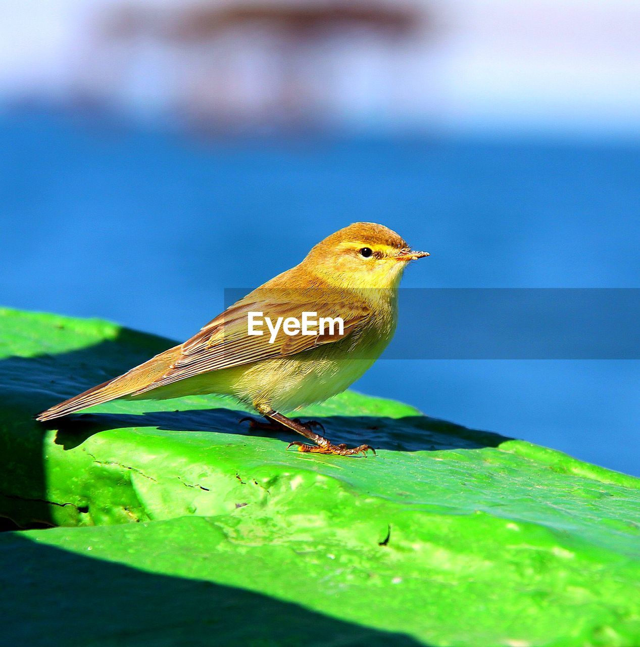 Close-up of bird perching