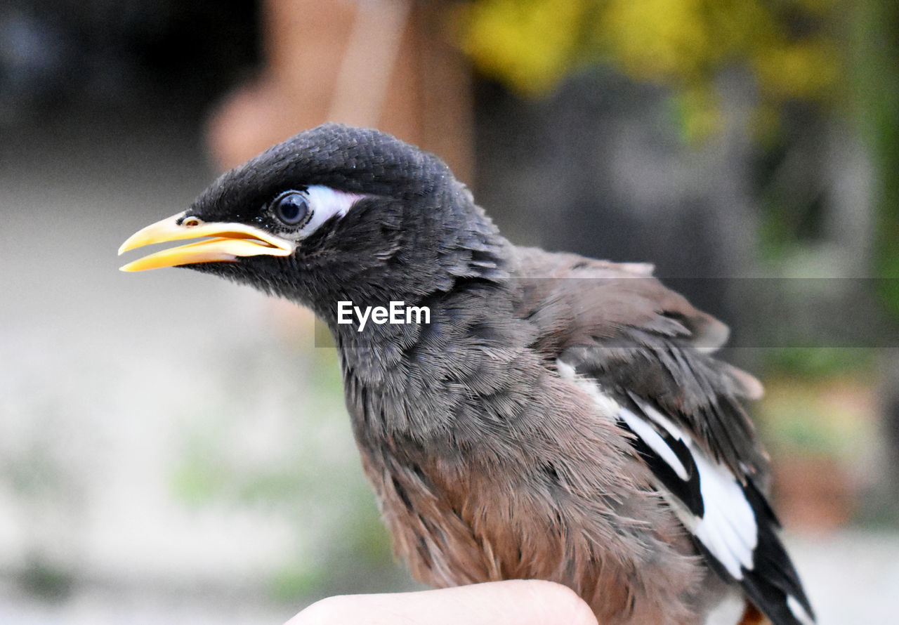 CLOSE-UP OF BIRD PERCHING ON BRANCH