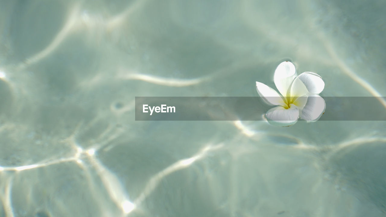 flower, flowering plant, beauty in nature, nature, freshness, water, plant, macro photography, fragility, sunlight, petal, white, close-up, no people, outdoors, inflorescence, tranquility, green, flower head, day, floating on water, floating, lake, backgrounds, springtime, rippled