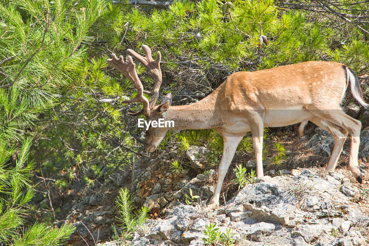 Deer in a forest