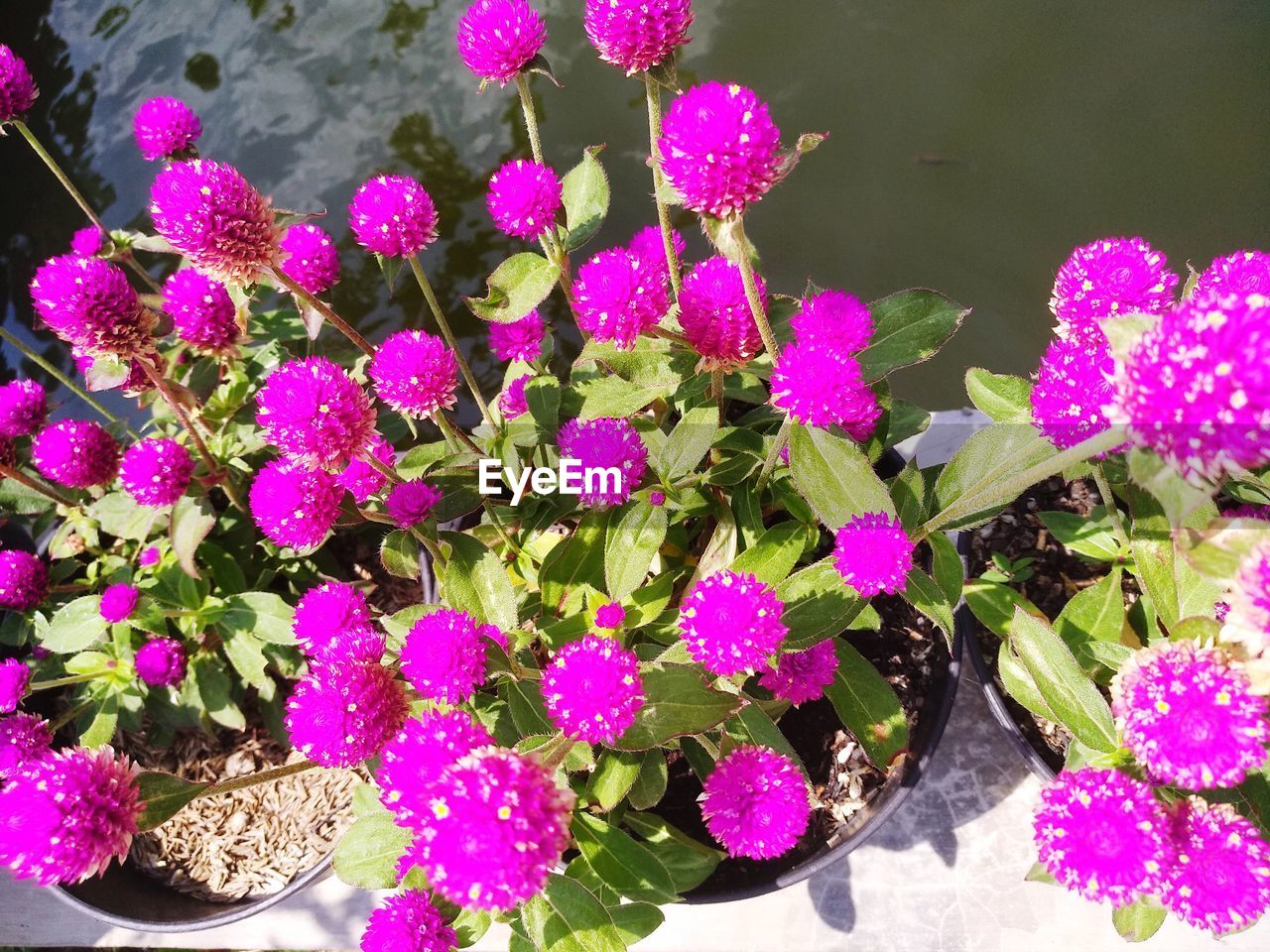 HIGH ANGLE VIEW OF PINK FLOWERING PLANT