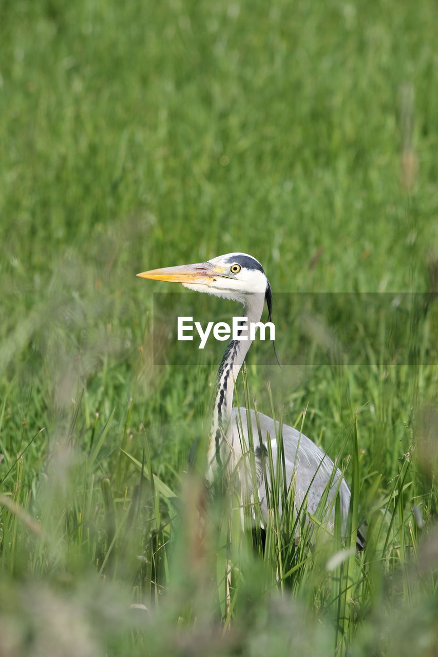 GRAY HERON ON FIELD