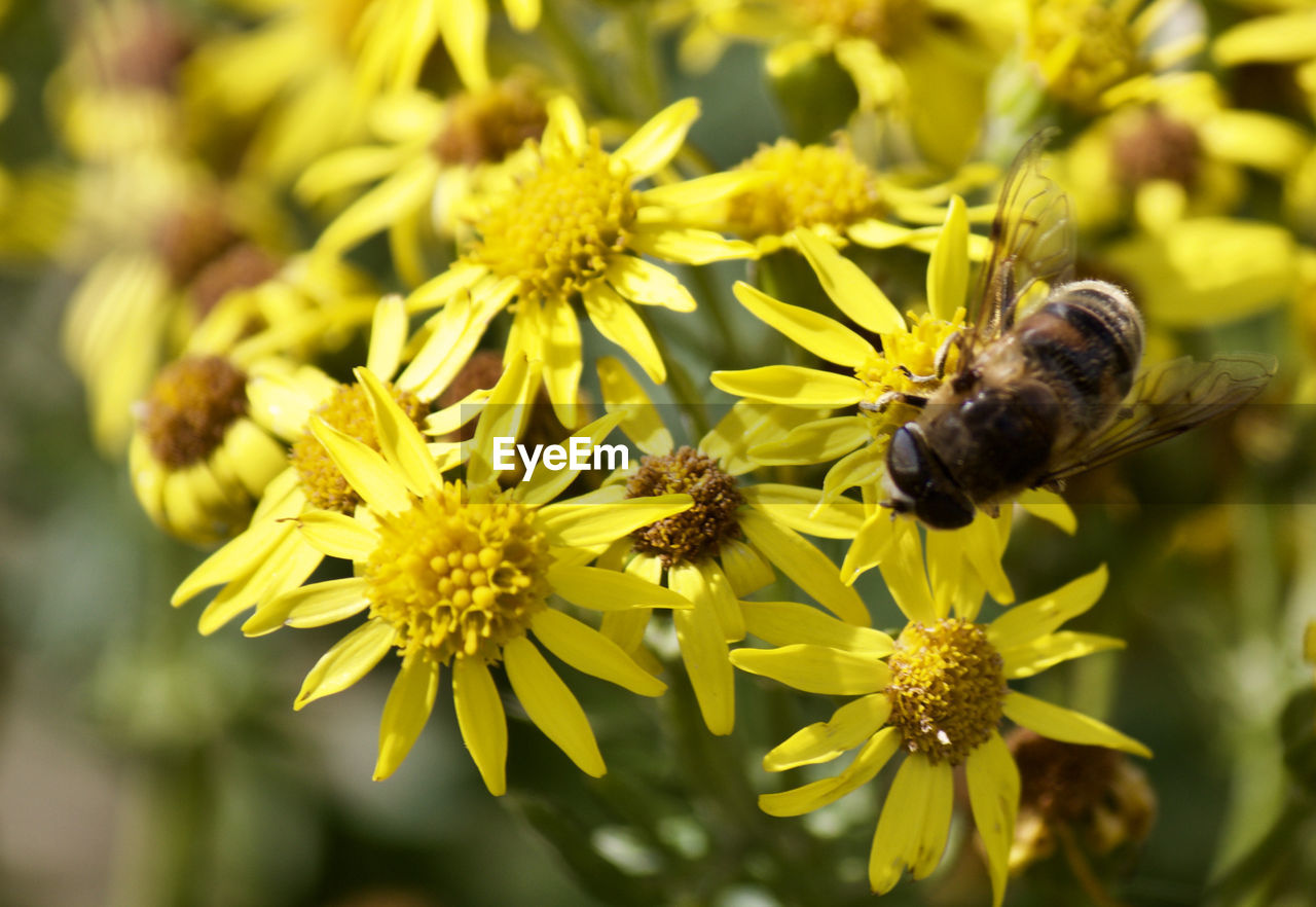 CLOSE-UP OF HONEY BEE ON YELLOW FLOWERS