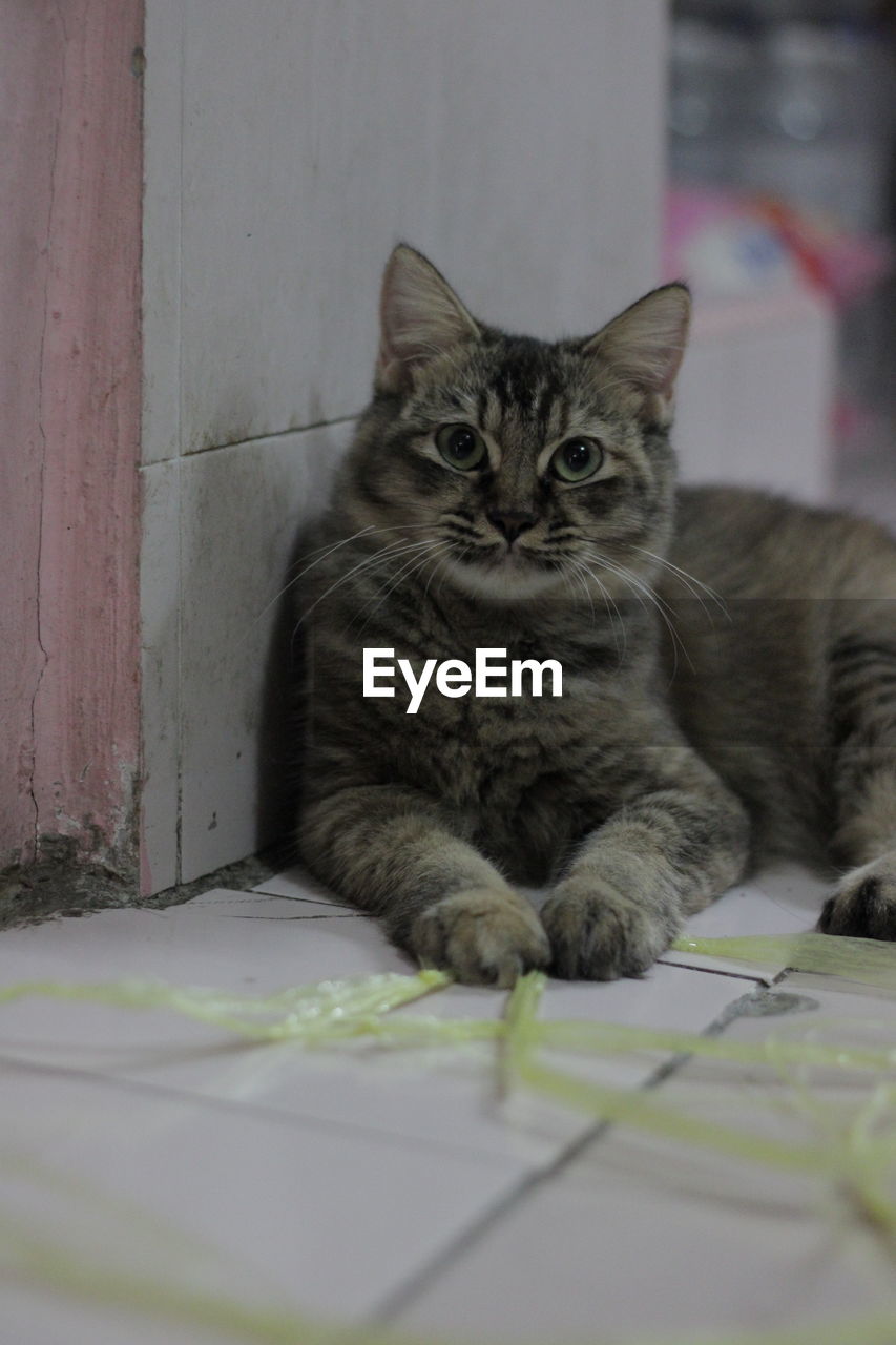 PORTRAIT OF CAT SITTING ON TABLE