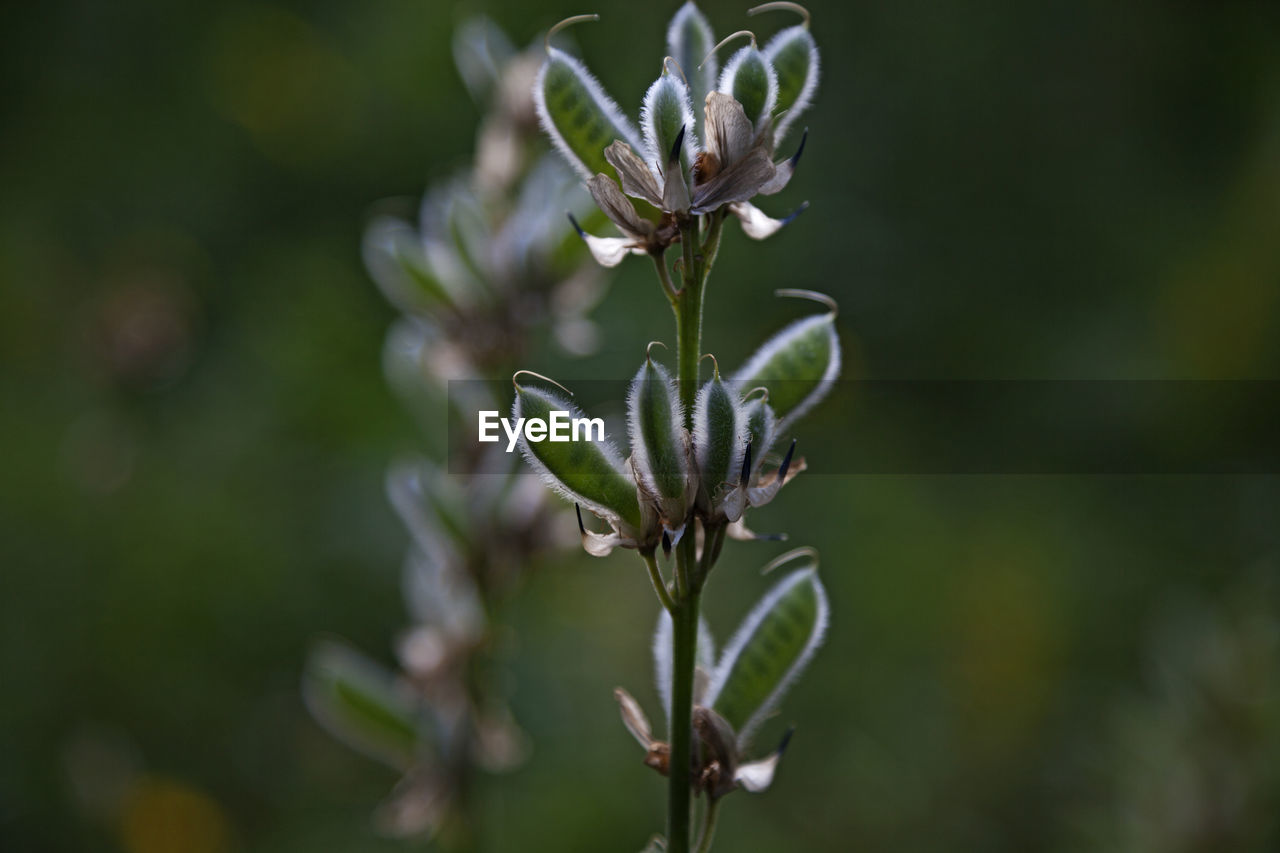 Pea pods for flowers that have already bloomed in roback forest