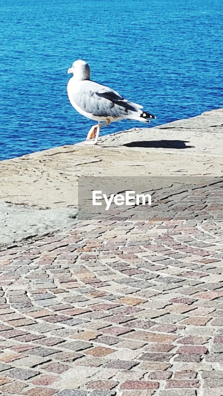 VIEW OF SEAGULL PERCHING ON A SEA