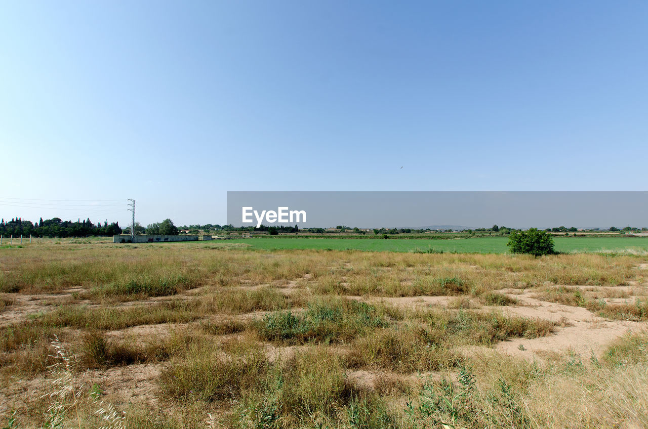 SCENIC VIEW OF GRASSY FIELD AGAINST CLEAR SKY