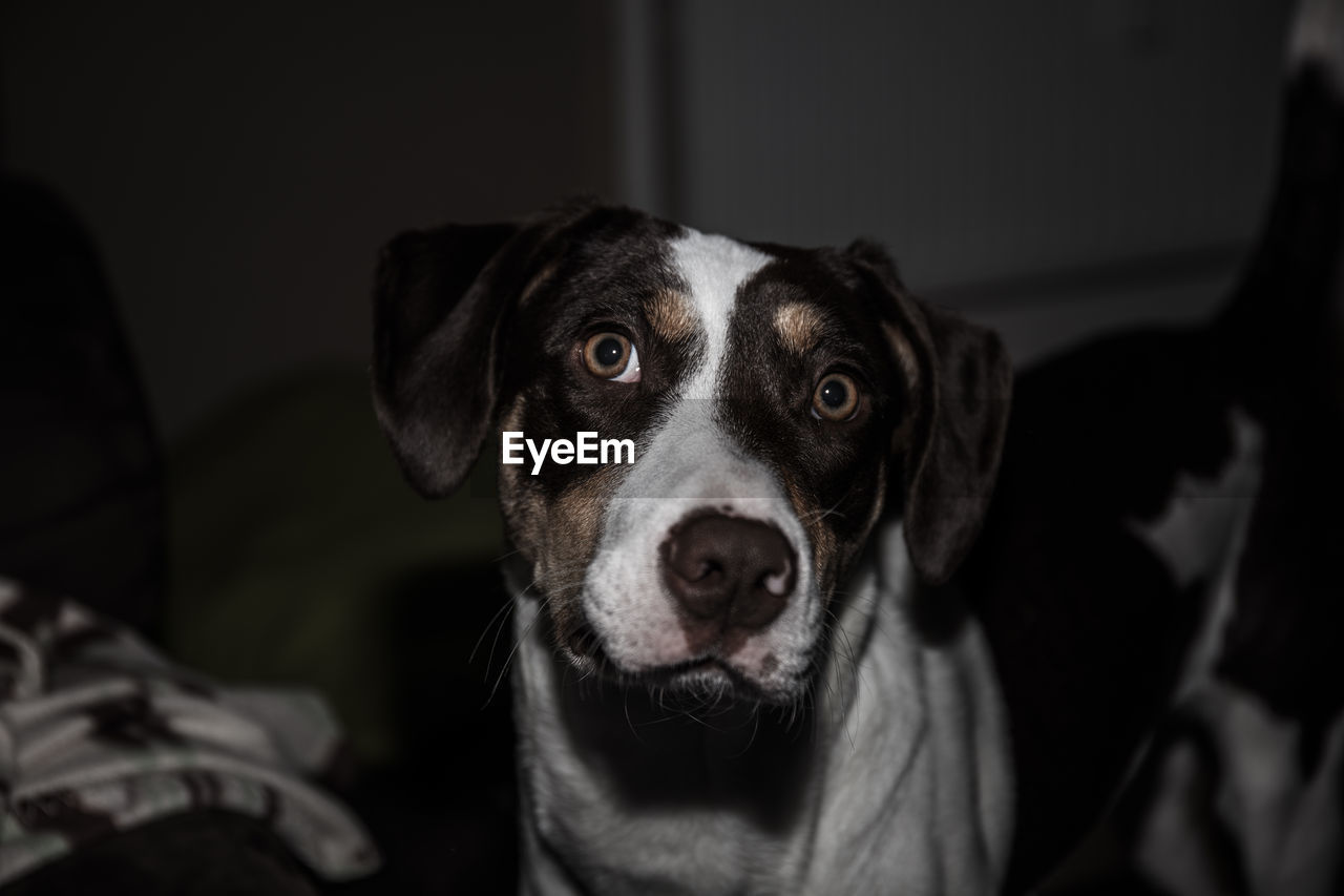 Close-up portrait of dog
