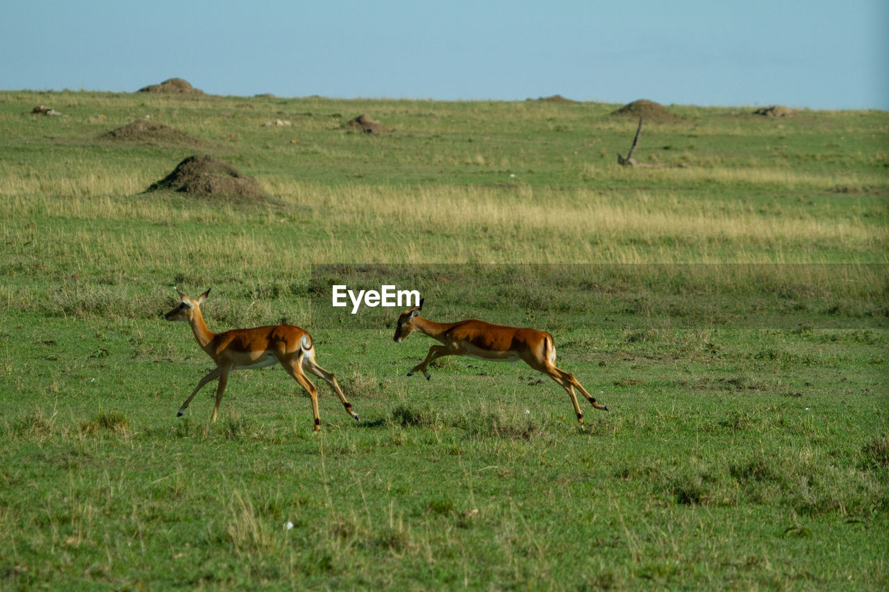 HORSES RUNNING IN FIELD