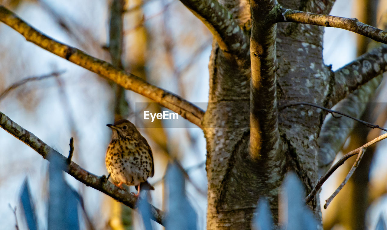 animal, animal themes, animal wildlife, tree, wildlife, bird, branch, nature, plant, one animal, no people, perching, close-up, outdoors, spring, focus on foreground, autumn, beauty in nature, day, leaf, bird of prey