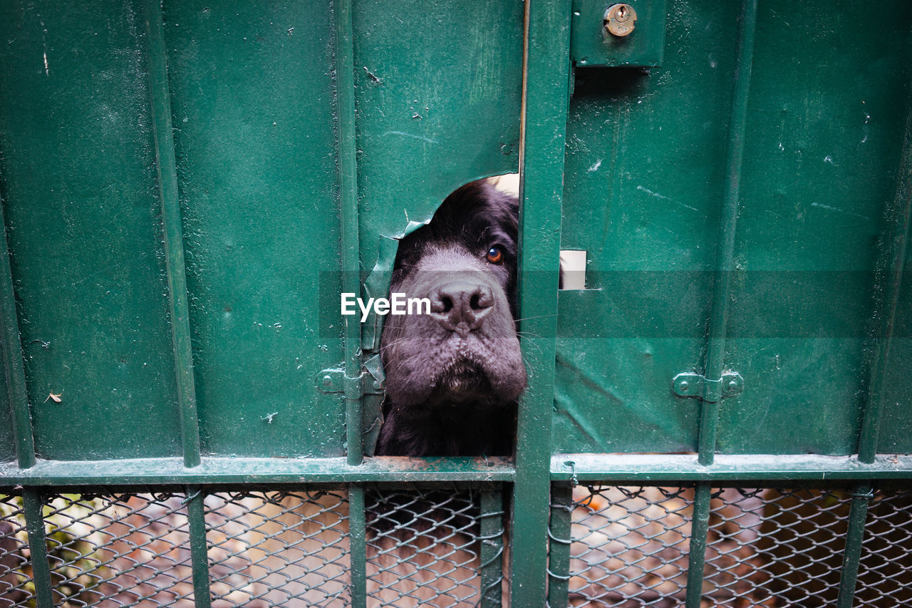 Close-up of black dog looking through broken metal gate