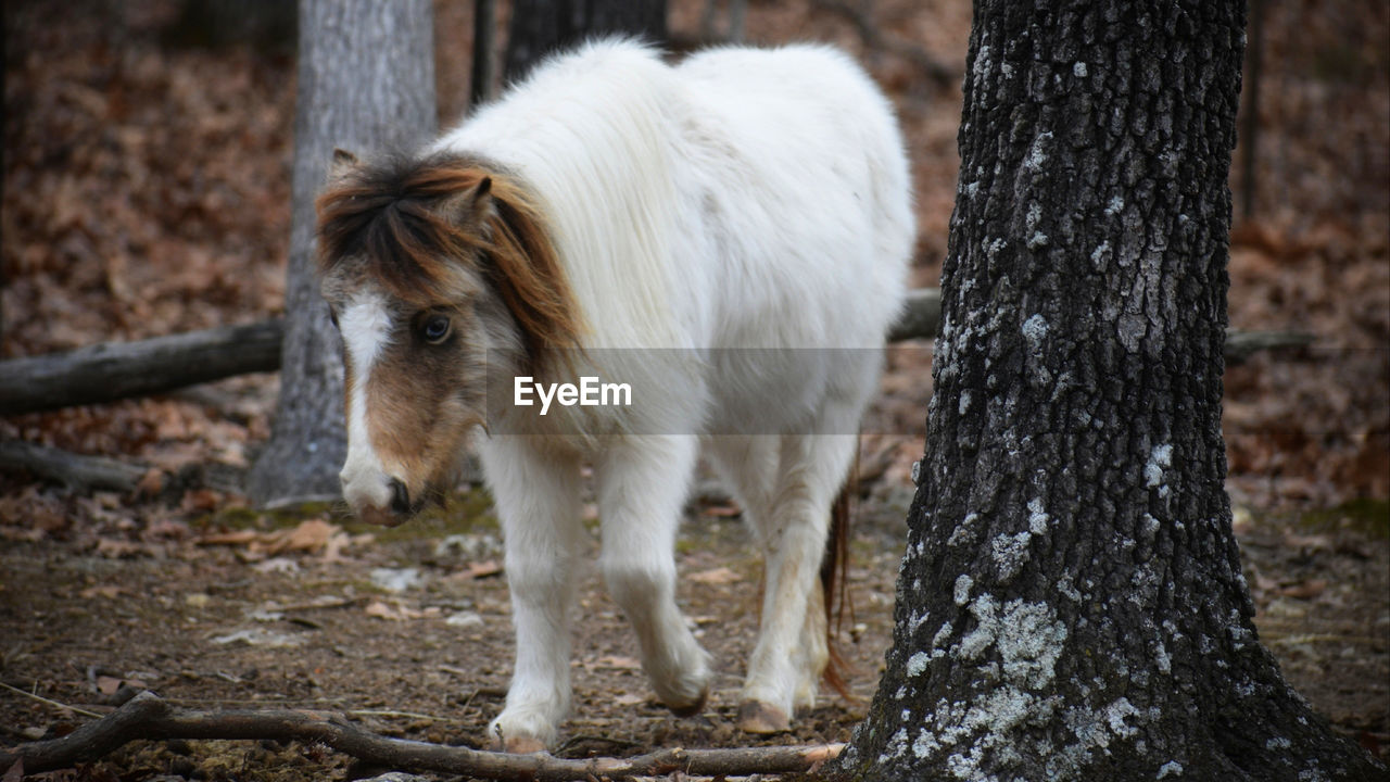 Horse standing on tree trunk