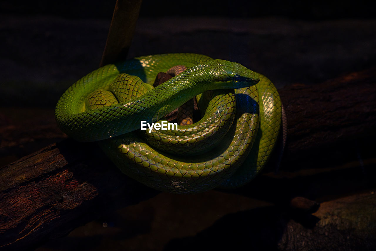 Green tree snake 