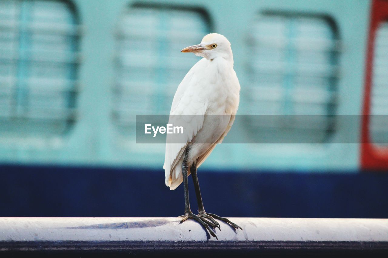 Close-up of seagull perching on railing in a railway station in india