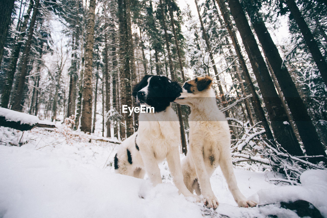 DOG IN SNOW COVERED FOREST