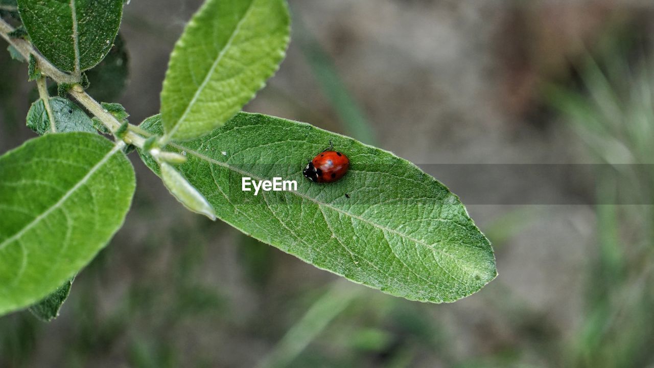 GREEN LADYBUG ON LEAF